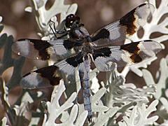Eight-spotted Skimmer